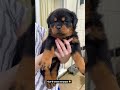 6 week old Rottweiler Puppies 🥰🐶