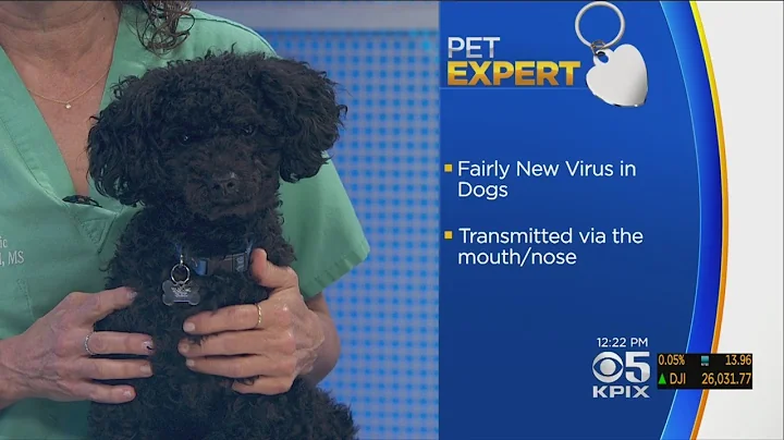 PET EXPERT: Dr. Jill Chase Talks About Canine Infl...