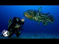 Project gombessa   coelacanth  the dinosaur fish