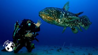 Project GOMBESSA |  Coelacanth - The Dinosaur Fish – Blancpain