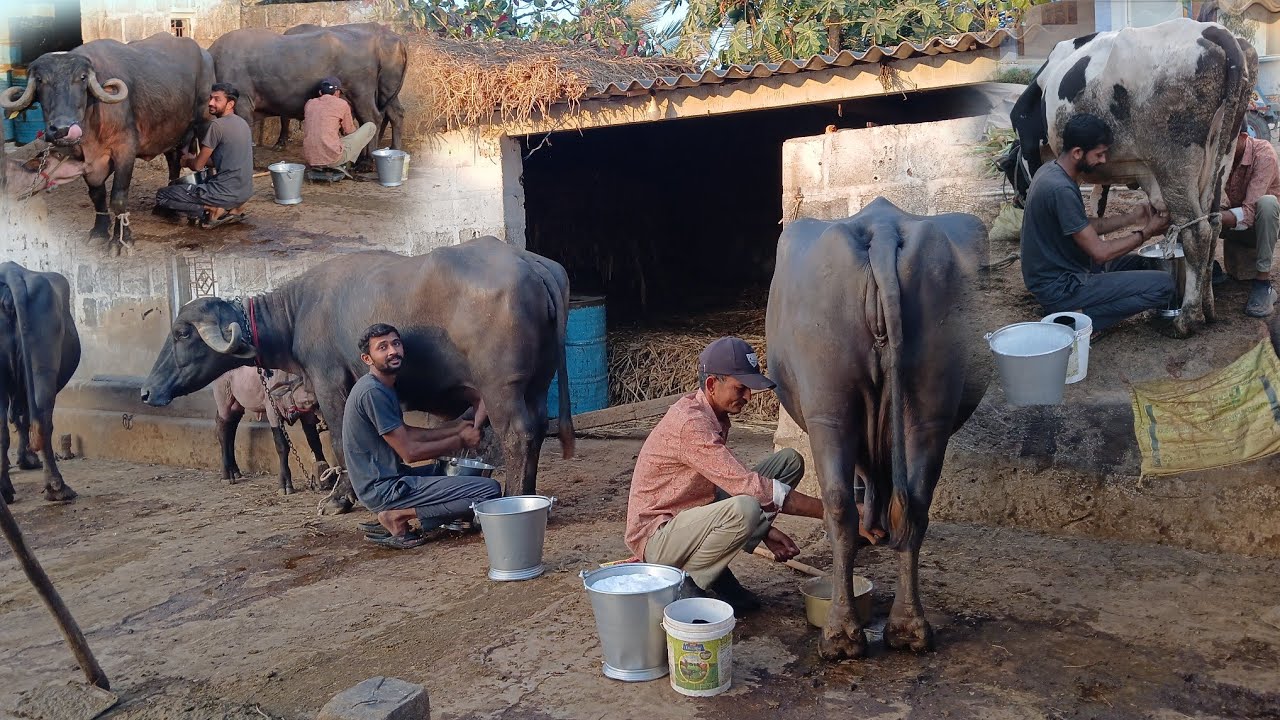 આજે ભાનુભાઇ ની વાડીએ તબેલો જોવા...