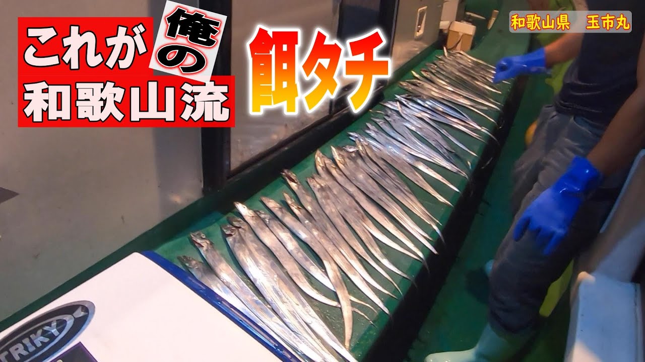 タチウオテンヤはもう飽きたっ 和歌山の湾内餌釣りタチウオ21 9 16玉市丸太刀魚釣り Youtube