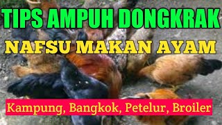 Cara Mengatasi Ayam Yang Tidak Mau Makan Hanya Dalam 2 Hari. 