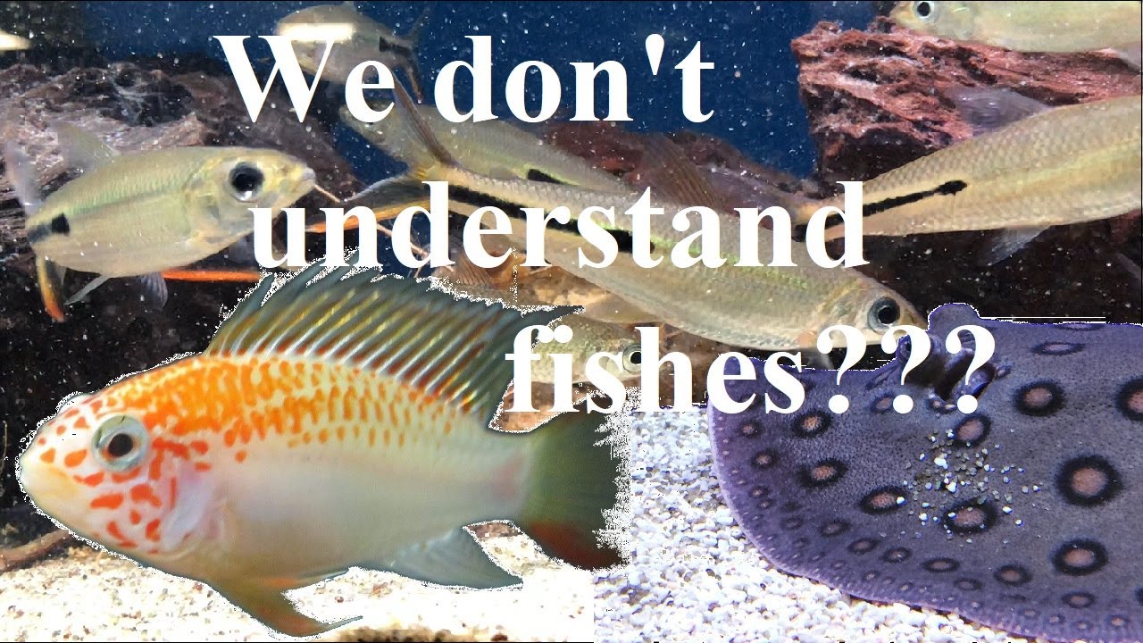 Fish Biologist Explains Why Fishes Don'T Exist.