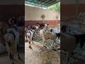 #explore #cow #cattleworld #cattlefarm #explorepage #bull #trending #viralvideo #viralshorts #trend