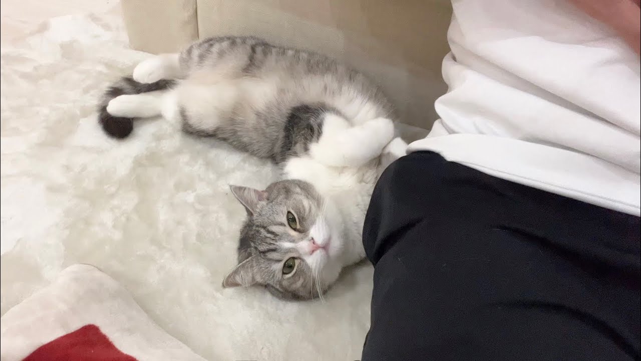 かまってもらえないと静かに横でなでなでされるのを待ってる猫がかわいすぎたw YouTube かまってもらえないと静かに横でなでなでされるのを待ってる猫がかわいすぎたw YouTube