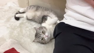 かまってもらえないと静かに横でなでなでされるのを待ってる猫がかわいすぎたw