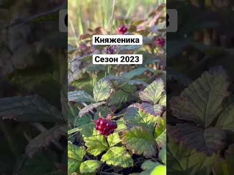 Videó: Kertészkedés tundra klímában – Tippek a tundra növények termesztéséhez