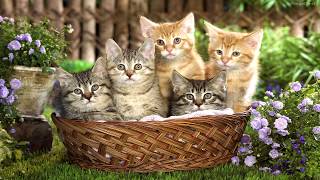 las 50 Cosas que no Sabias de los Gatos las 50 Cosas que no Sabias de los Gatos