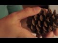 Ekki Vanmeta (by Pascal Pinon) - Fan Music Video