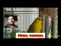 olha que linda fêmea peruana 🐥♥️