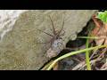 Shy Baby Spider's First Precious Steps