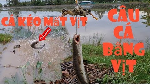 câu cá lóc bằng vịt con cá lôi mất vịt - snakehead fishing with ducklings