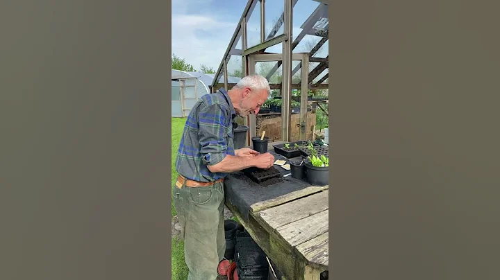 Sowing sweetcorn in a module tray #shorts