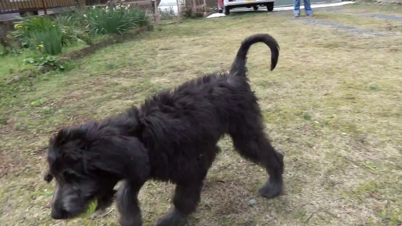 スタンダードプードル ワイマラナーmix犬 麦 ボール遊び Youtube スタンダードプードル ワイマラナーmix犬 麦 ボール遊び Youtube