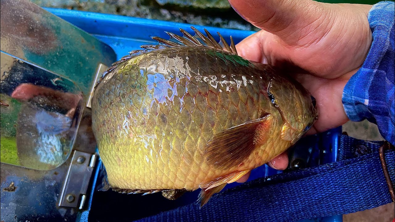 Câu cá rô đồng trúng đậm bầy cá khủng cùng anh cần thủ mới quen | miền quê Tiền Giang