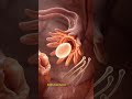 The Beginning of Life | Fertilization Process 3D Animation#HowLifeBegins #3DMedicalAnimation #Human