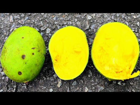 Kuini Mangos Mangifera X Odorata Very Smelly But Super Sweet