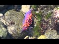 Purple and orange sea slug at Point Dume State Beach, California