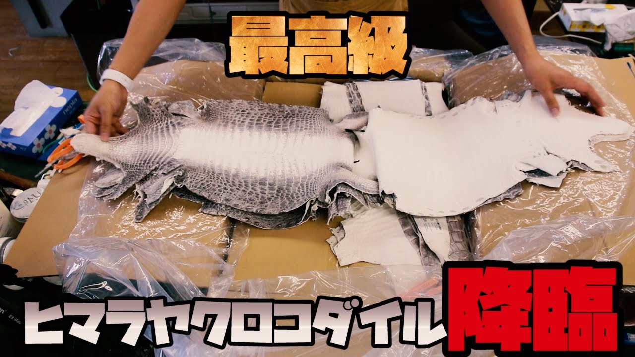Top quality material] Himalayan crocodile skin imported directly