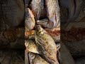Amazing Preserved Cheap Big Thai Fish No Freezing #amazing #cheap #big #thailand #fish #shorts #food