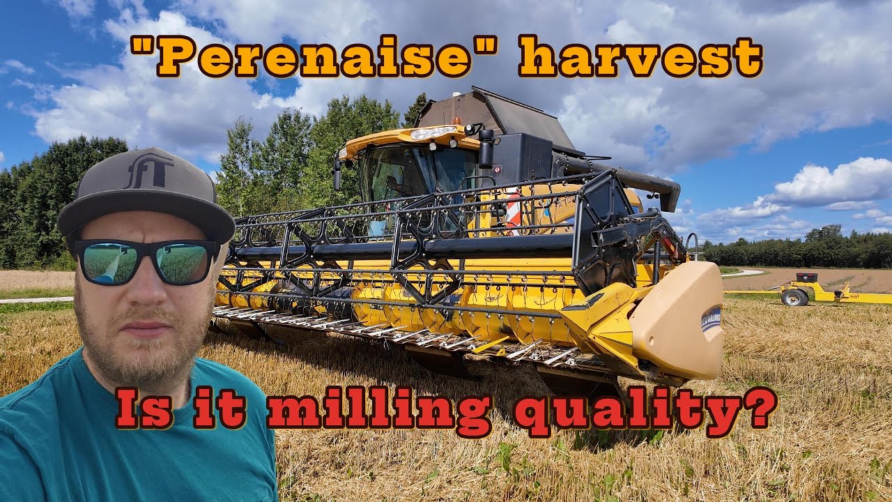 Does Estonian Wheat Make Good Flour? The Harvest!