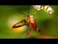 Hummingbird Moth Natures Incredible Mimic!