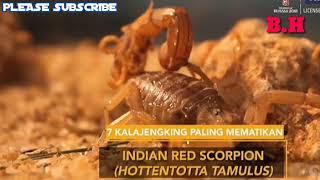 7 Kalajengking Paling Mematikan Versi ON THE SPOT  8 MAI 2018