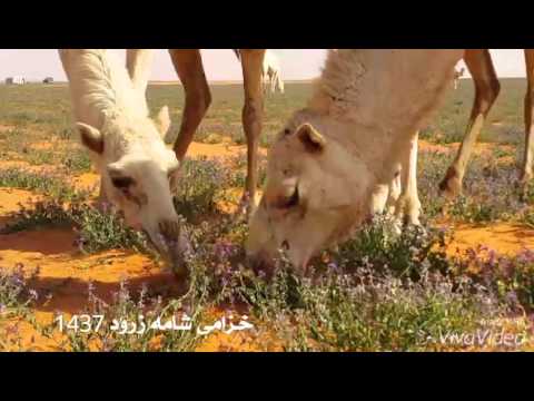 ربيع الخزامى بشامه زرود 1437 شرق حائل شمال شرق القصيم