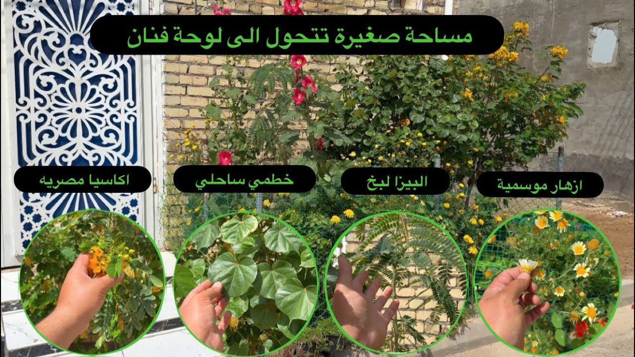 مساحة صغيرة جداً تتحول الى منظر يسر كل مار ابداع في زراعة النباتات