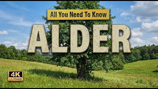Alder Tree  All You Need To Know About