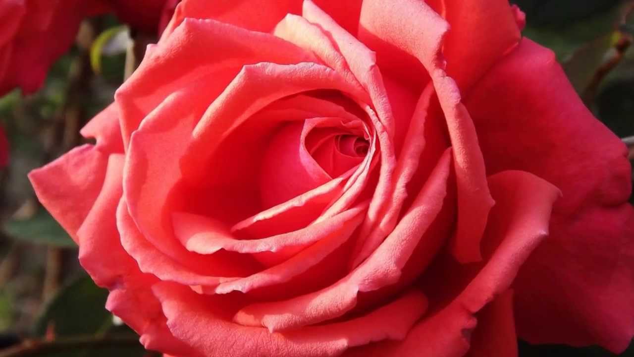 My Wild Irish Rose (Panflute) YouTube