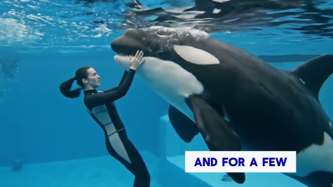 Jessica Radcliffe Orca Attack — The REAL Killer Whale Video - YouTube