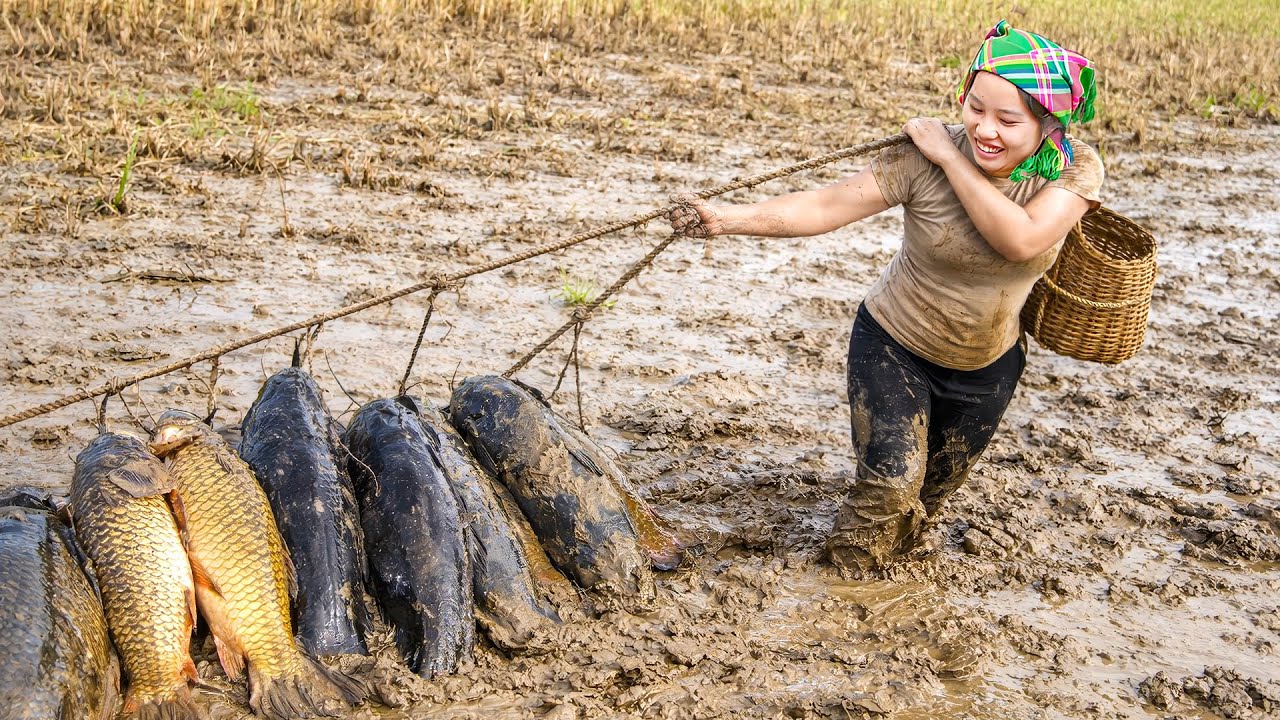 Hand-catching 500kg+ giant carp from rice field to cook fried fish for family – Long bean harvesting
