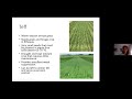 Debbie aller summer cover crops on li 8272020