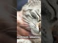 #foryou #cat #nothingimposibleinthisworld #trending #lifeisbutadream #funny #viral #motivation