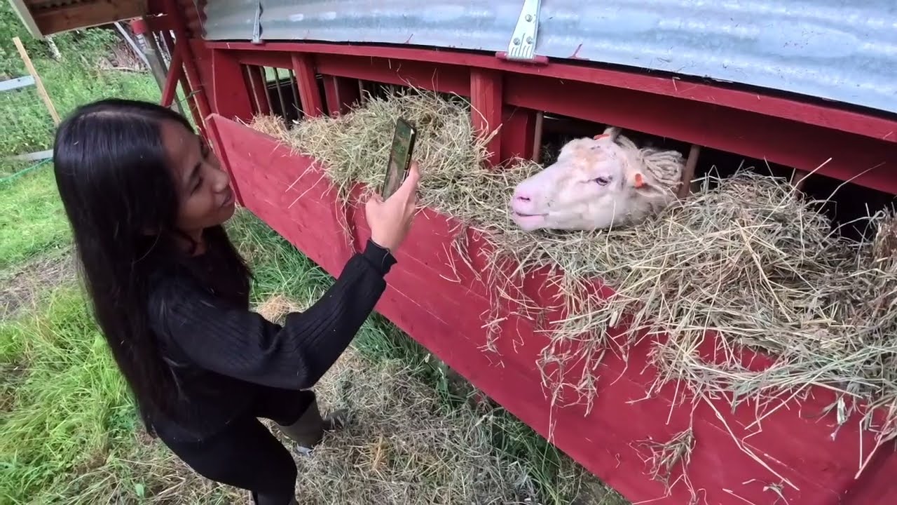 День на нашей ферме в Финляндии. Жизнь филиппинско-финской пары на ферме. Вечерние летние развлеч...