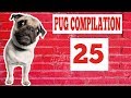 Pug compilation 25  funny dogs but only pugs  try not to laugh