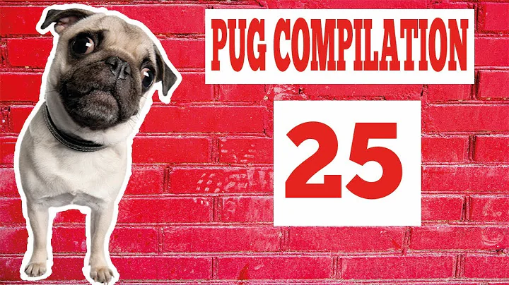 Pug Compilation 25 - Funny Dogs but only Pug Videos | Try Not To Laugh
