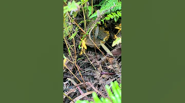 Get Drunk On The Smoke Catching Wasps The Original Nature Of The Mountains Wildlife 