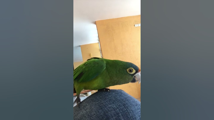 Perico gritando ¡muy fuerte!