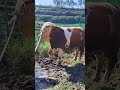 Daily life diary of a rural cattle farmer #165