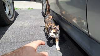 Couly the Neighbour Cat First Contact.  (Live)