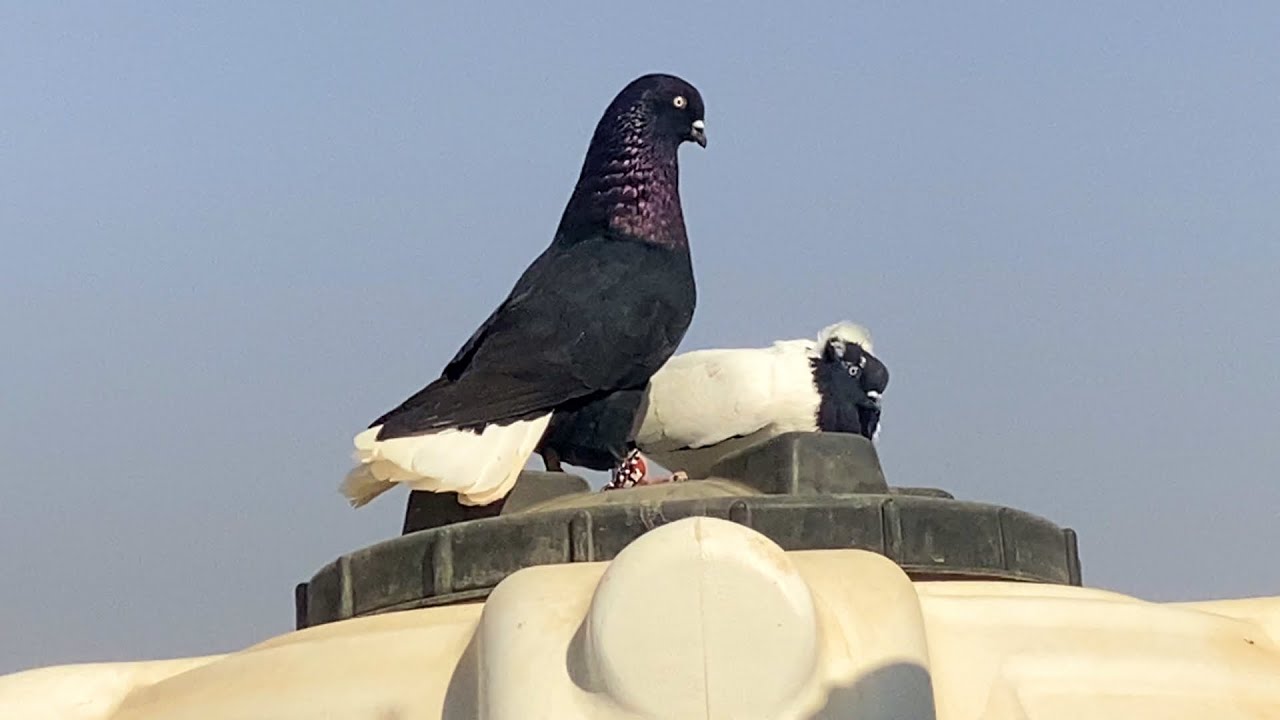 مشينا الكشامره ودعك القوية ونوري اسود نخب ع سطح