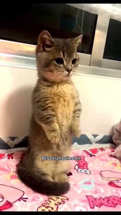 olha isso gente #comedy #humor #cat #memes #funny