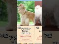 【毛が抜けない】比較的飼いやすいわんちゃんランキング#shorts