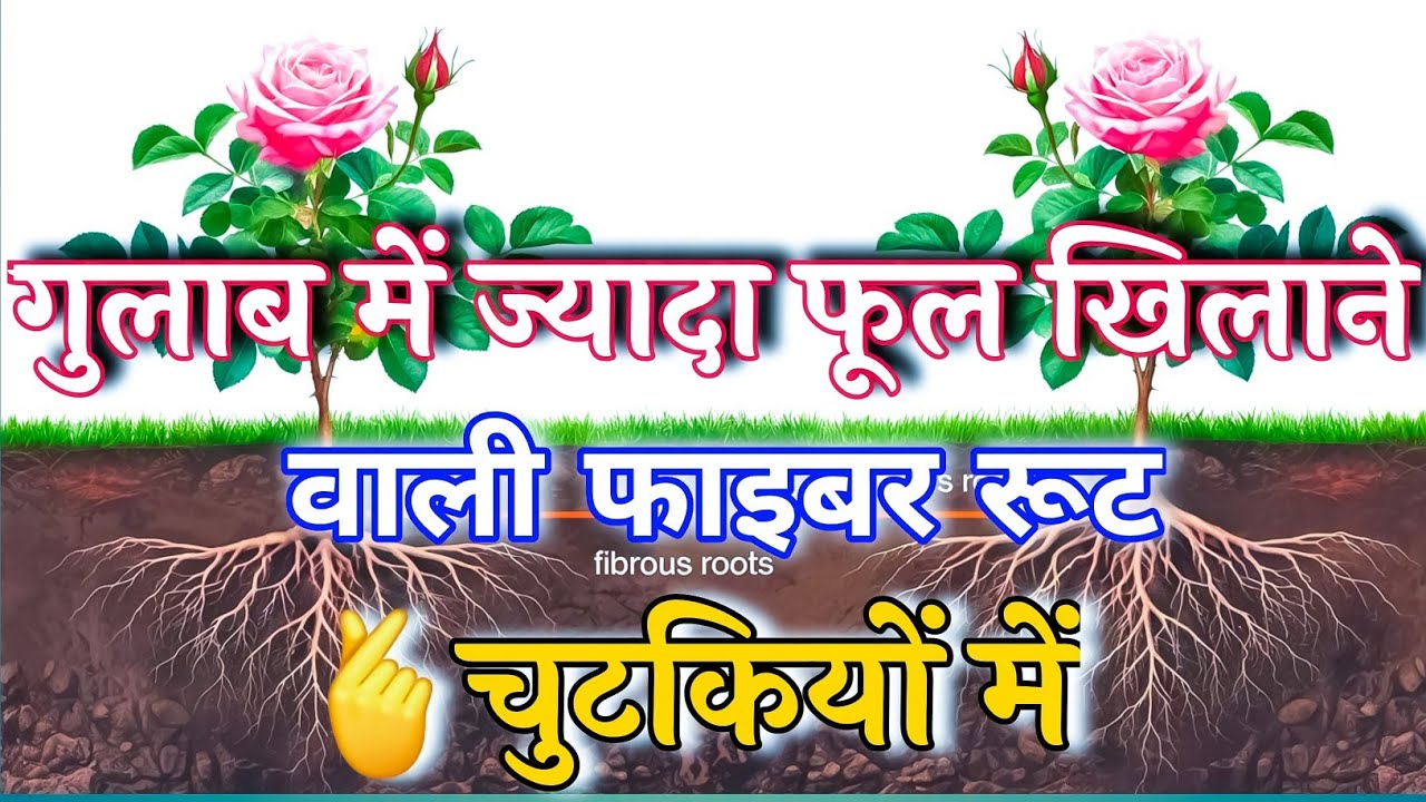 Fiber root, which helps in making roses bloom more, can be brought in a jiffy.