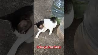 @dojacat @Cat @rumahhewan1134 #catshorts #cat #kucing #cats #catstory