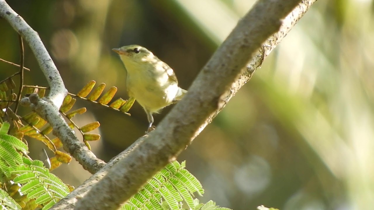 Green Warbler 
