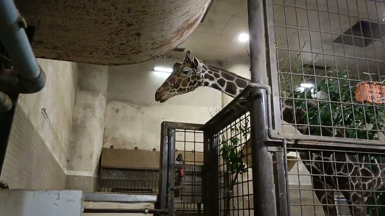 《’25.Jul.18》𓃱 The 